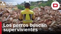 Los bomberos de Zaragoza inspeccionan los escombros del edificio derrumbado con perros de rescate
