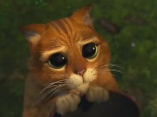 Le gentil chat