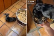 Vídeo hilário: você jamais vai ver um cão tão animado com o jantar como esse