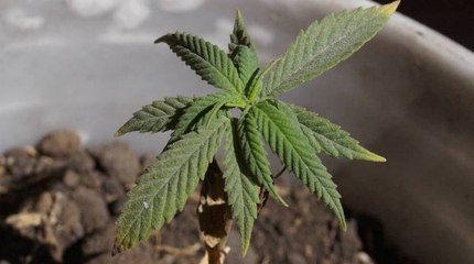 ¿Tambalea el último debate en el Congreso para la legalización del cannabis?