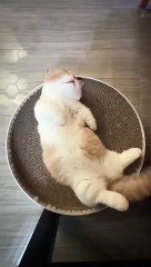 cat Cutest thing you'll see today