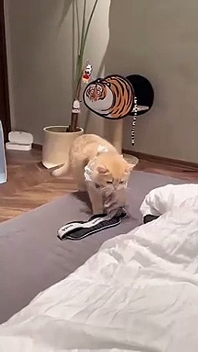 cat Cutest thing you'll see today