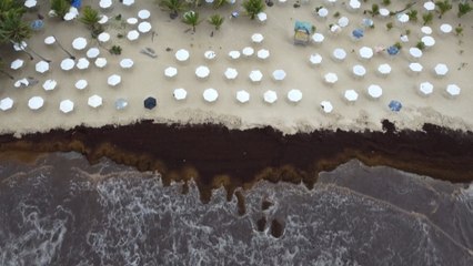 R.Dominicana alerta sobre las más de 70 millones de toneladas de sargazo llegarán al Caribe