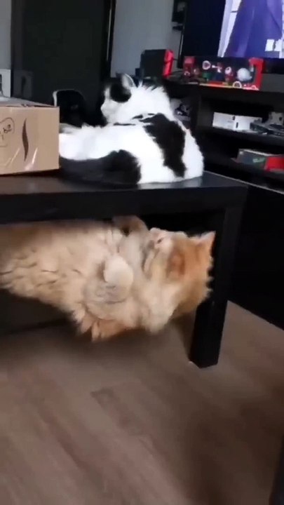 Teasing cat another   