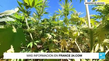 El camino para la legalización de la marihuana en Colombia comenzó hace décadas