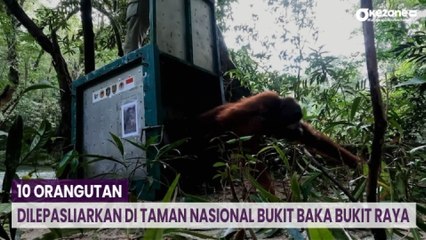 Momen 10 Orangutan Dilepasliarkan di TN Bukit Baka Bukit Raya Usai Jalani Rehabilitasi