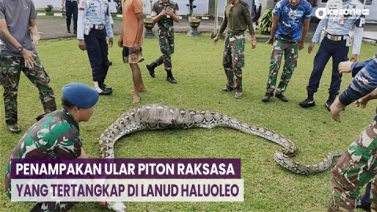 Penampakan Ular Piton Raksasa yang Tertangkap Usai Mangsa Rusa di Lanud Haluoleo