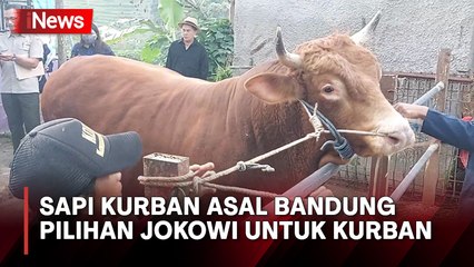 Markoci, Intip Sapi Asal Bandung Dipilih Presiden Jokowi untuk Kurban