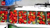 FDA advierte casos de hepatitis A en EU por fresas cultivadas en México