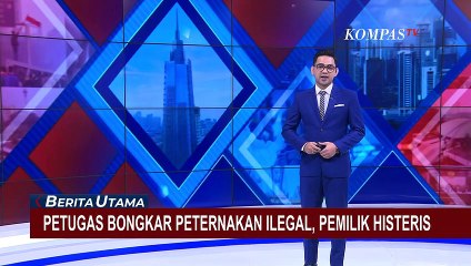 Petugas Bongkar Peternakan Ilegal di Serang Banten, Pemilik Histeris!
