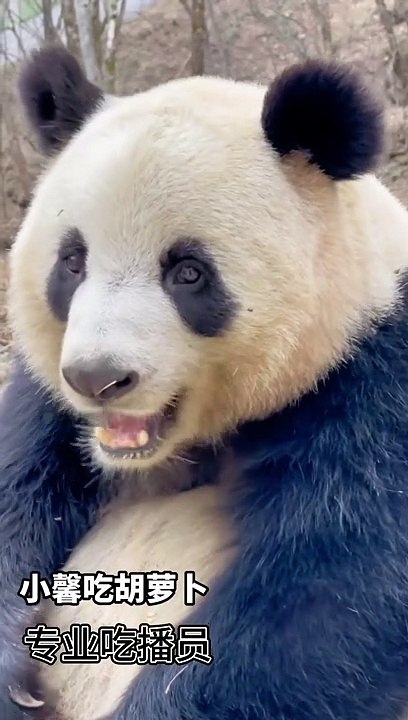 Panda Xiao XinMost Famous Asmr panda