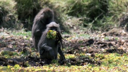 Animals of the Savanna - My Animal Friends