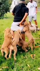 Funny video, happy to make you laugh every day. Thanks for your attention. I'll keep trying.