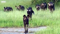 African Wild Dogs Attack and Eat Warthog - Animal Fighting   ATP Earth