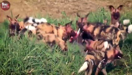 Aghast Moments! Wild Dog Attack and Takes Down Nyala