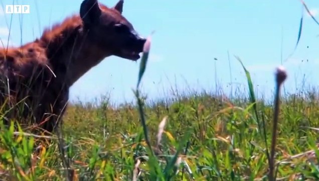 15 Lion Trying Kill Leopard - What Happen Next for Leopard ATP Earth