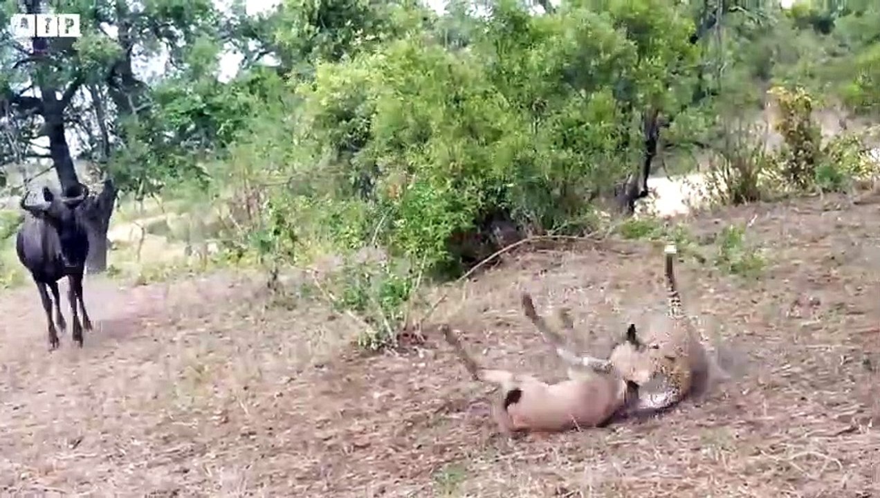 Amazing! 7 Moments Leopard Attack Animals   ATP Earth
