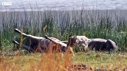 Fierce Wrestling Between Lion vs Zebra - Animal Video   ATP Earth