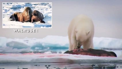 Hungry Polar Bear Attack and Eat Whale - What Happen in North Pole