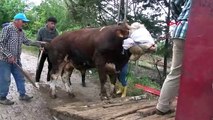 L'expédition d'animaux sacrifiés a commencé de Tokat vers les provinces de l'Ouest