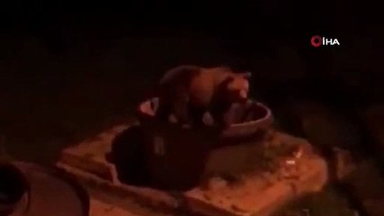 Ours à la recherche de nourriture dans les poubelles