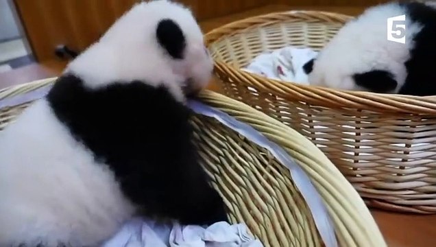 Deux bébés pandas jumeaux sont adoptés ! - ZAPPING SAUVAGE