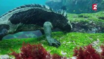 Des iguanes nagent sous l'eau ! - ZAPPING SAUVAGE