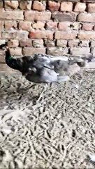 Peacock on the rooftop