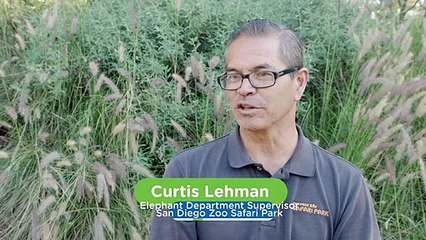 Why the Development of Baby Elephants Is Crucial To Their Survival