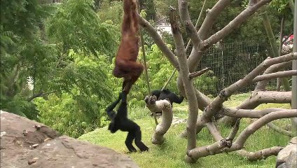 Mixed Exhibits With Different Animal Species Are Very Important