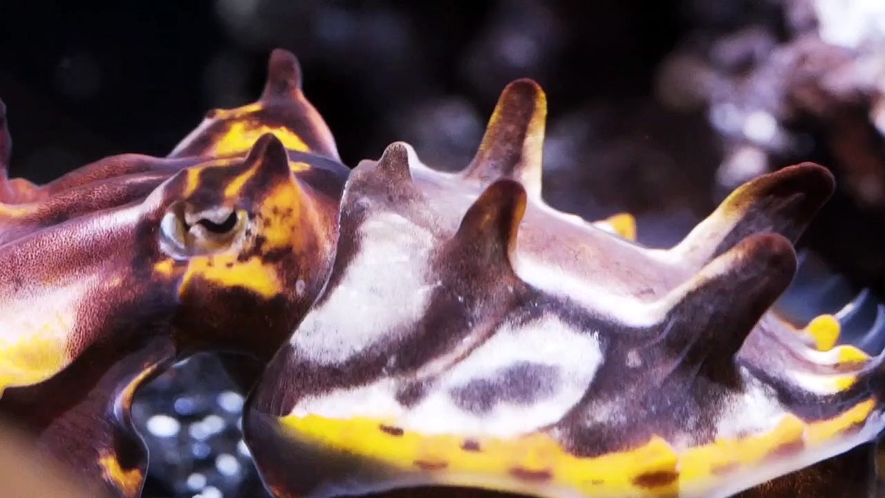 Take a Look at These Amazing Otherworldly Creatures of the Deep