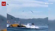 Turistas fueron tragadas por una ballena jorobada en California