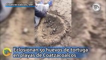 Eclosionan 50 huevos de tortuga en playas de Coatzacoalcos