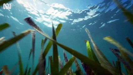 Dolphins: Is Our Love Too Deep? | movie | 2023 | Official Trailer