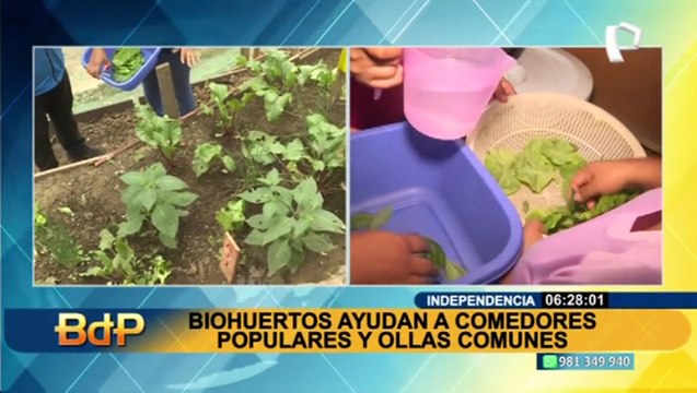 Independencia: Madres de ollas comunes aprenden a cultivar sus propios alimentos con biohuerto