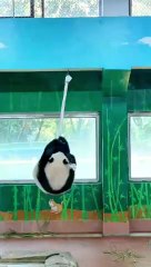 Panda Ya Yi Doing Air Yoga