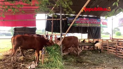 Apa Hukum Melaksanakan Kurban?