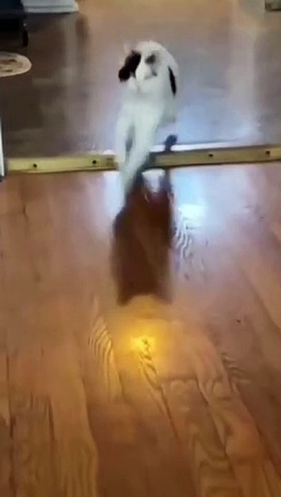 cat Cutest thing you'll see today