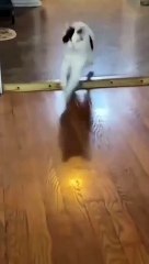 cat Cutest thing you'll see today