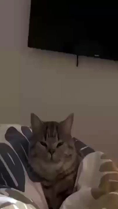 cat Cutest thing you'll see today