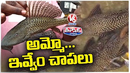 Devil Fishes Spotted In Thallakunta Thanda | V6 Teenmaar