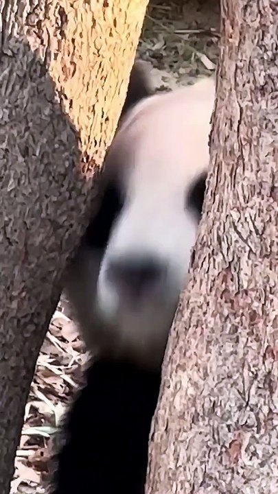 Panda Fu BaoNaughty And Mischievous