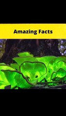 Top 3 unbelievable stories @MRINDIANHACKER  @CrazyXYZ  || #shorts || #FactBeast