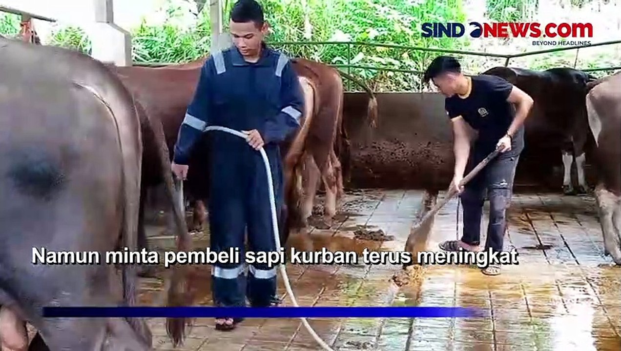 Beli Sapi Kurban di Ciampea Bogor, Gratis Makan Durian