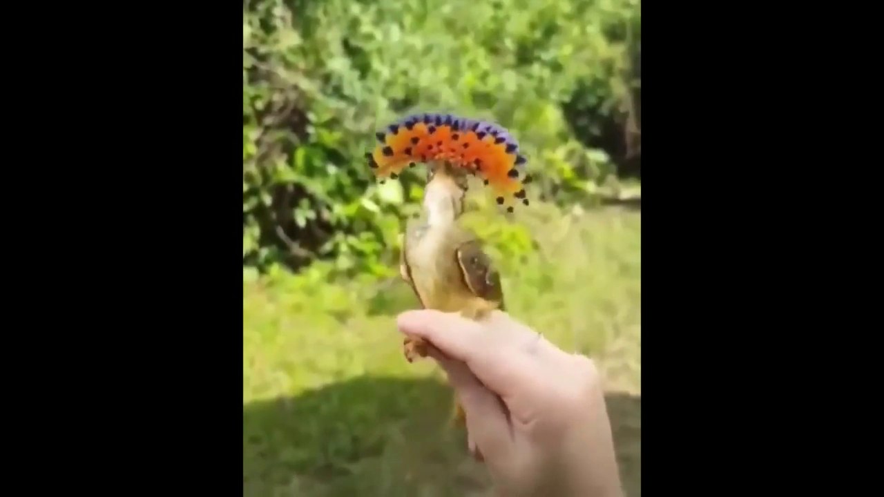 Cute Baby Animals Videos - Cute Baby Pets - Cute Kittens - Funny Animal Videos