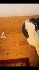 Cokato acts like a dog