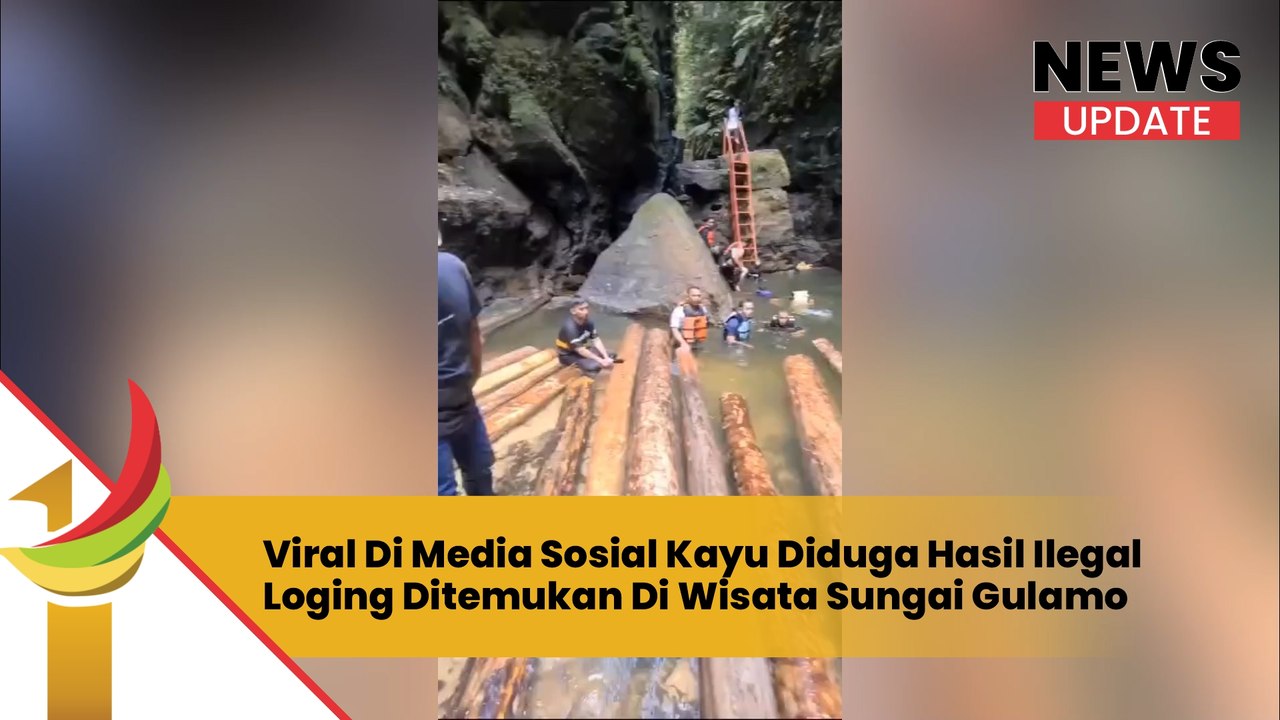 Viral Di Media Sosial Kayu Diduga Hasil Ilegal Loging Ditemukan Di Wisata Sungai Gulamo