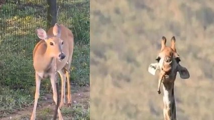 हिरण ने पहले खाया सांप,अब जिराफ पत्‍ती नहीं ह‍ड्डी चबाता आया नजर, जानें क्‍यों मांसाहारी बन गए ये?