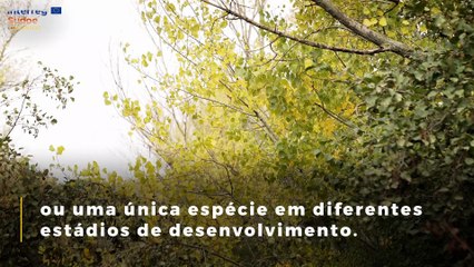 JORNADAS COMFOR-SUDOE_PT