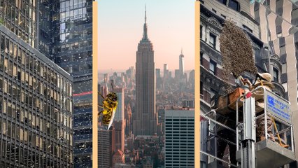 Un enjambre de abejas invade Nueva York
